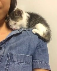 Y'a pas meilleur endroit pour dormir... Chaton adorable