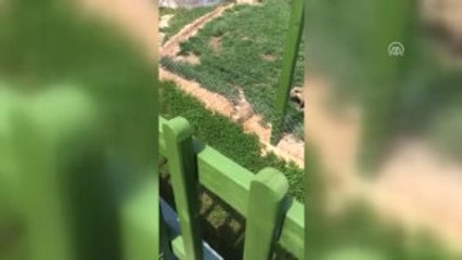 Rakun Hayvanat Bahçesinde Elektrik Akımına Kapıldı