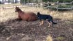 Ce chien gratte l'amitié à un cheval... Adorable