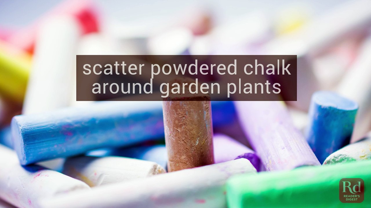 How to Get Rid of Ants