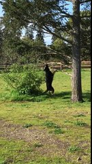 Un chien veut jouer avec un baton