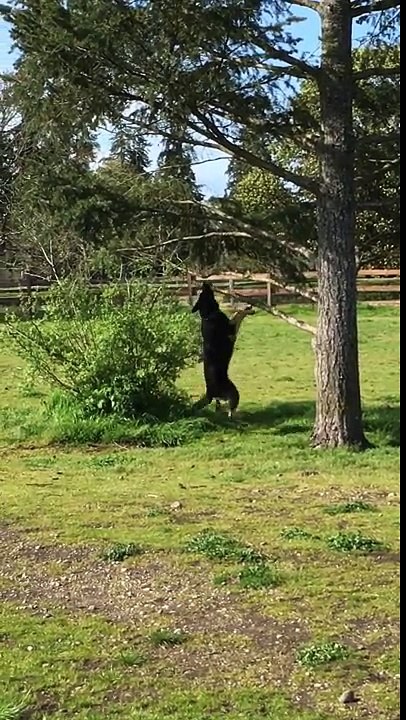 Un chien veut jouer avec un baton