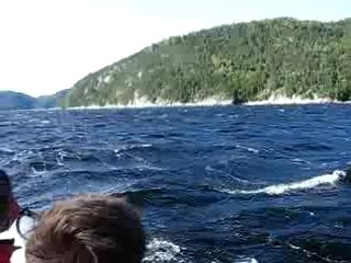 baleines Poisson Tadoussac 2