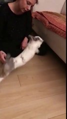 Ce lapin rate misérablement son saut ! 2 FOIS !!