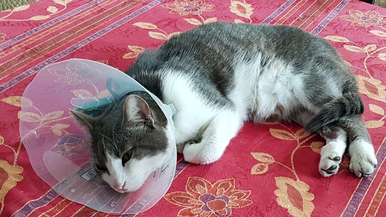 Montgardin : elle retrouve son chat avec une balle dans la patte et porte plainte