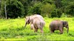 Elephants for Kids - Elephants Playing - African Anim