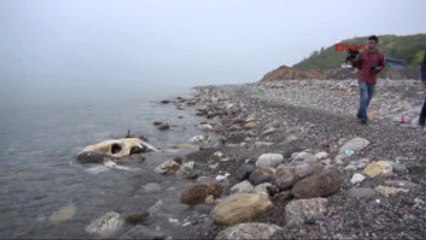 Zonguldak'ta Telef Olan Inek Sahile Vurdu
