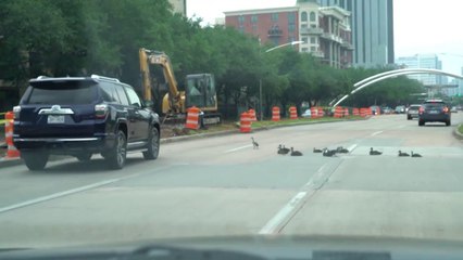 Ducks Shepherded Off Busy Road in Houston