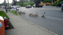 Why Did the Ducks Cross the Road?