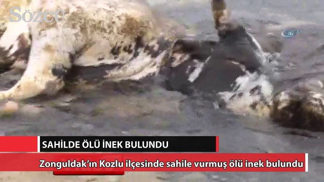 Sahile ölü inek vurdu