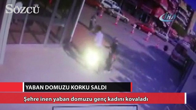 Şehre inen yaban domuzu genç kadını kovaladı