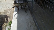 PS Bacau dog