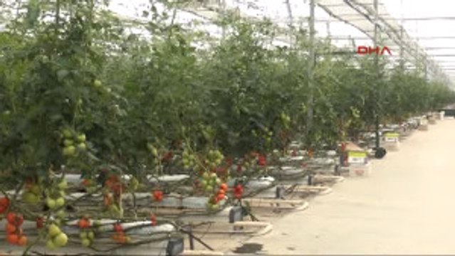Mersin'de Domates Üreticisinin 'Rusya' Endişesi