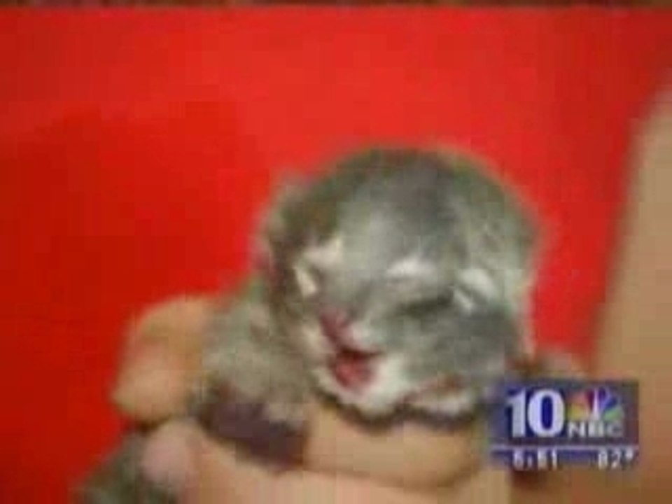 Chaton au 2 visage!