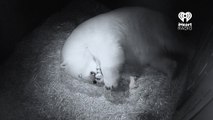Deux oursons polaires naissent en Australie
