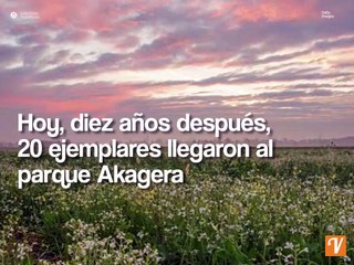 Los rinocerontes negros regresan a Ruanda después de haber desaparecido