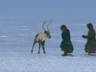 Thalassa - Nenetses, nomades en Sibérie