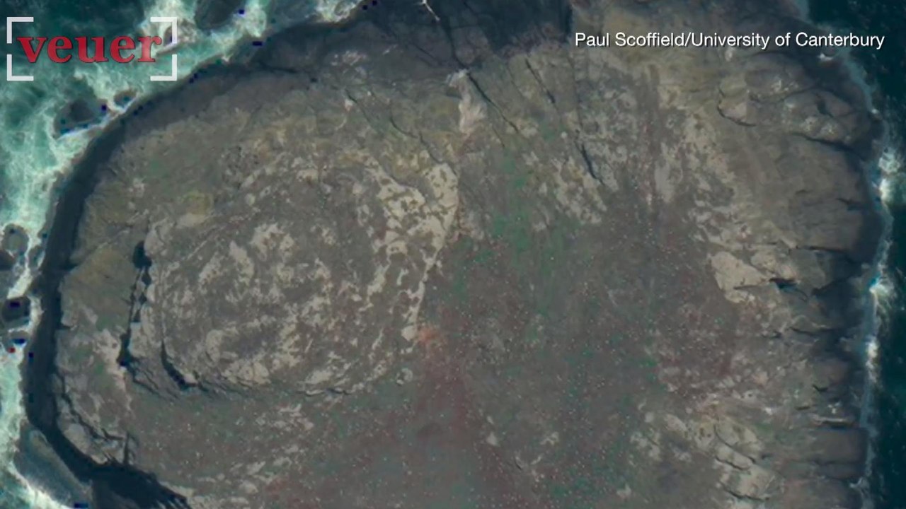 Satellites Could Be the Key to Saving Endangered Birds