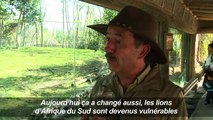 Chili: Un vieux lion devient père grâce à une chirurgie