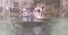 Cincinnati Zoo's Baby Hippo Dives Deep