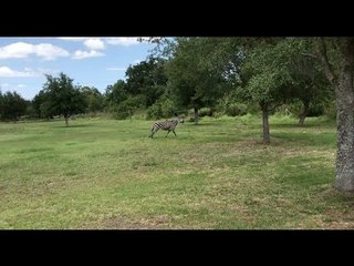 Zebra Runs Wild Through Florida Backyard