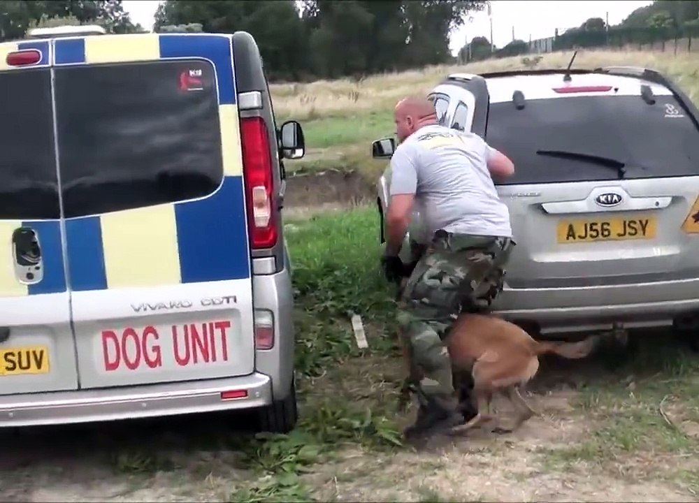 Un chien dressé à la perfection...