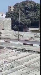 Voici le singe qui sème la terreur au quartier de Bopp