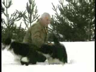 Chiens nordiques de chasse