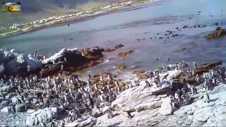 African Penguins with cute Chicks-xjvm0qpiNJ8