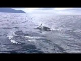 What It's Like to Follow Dolphins in a Speeding Boat