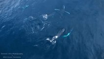 Extraordinary Footage of Humpback Whales in Tasmania