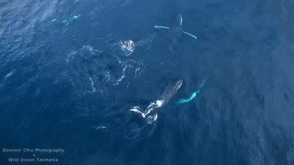 Download Video: Extraordinary Footage of Humpback Whales in Tasmania