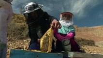 Queen bees_ how honey co-ops help Afghan women take  rol