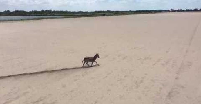 Deputies Report Loose Zebra 'Involved in Crash'