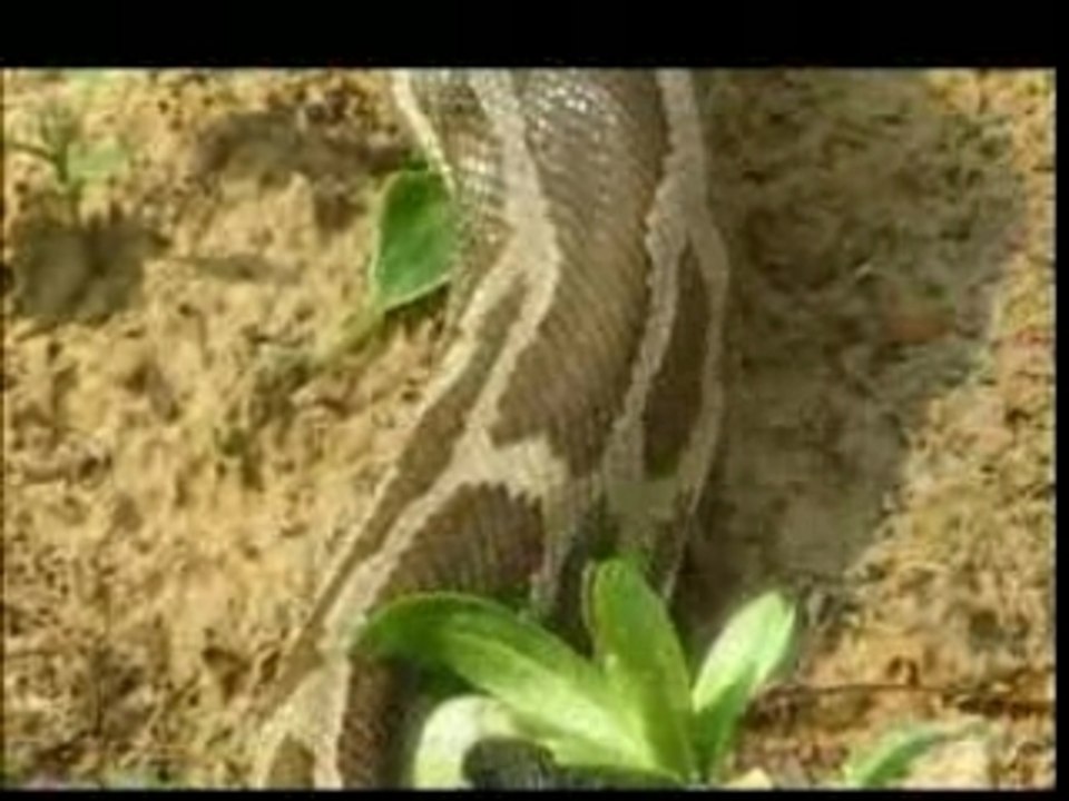 Gulabi Sapera, la danse du serpent