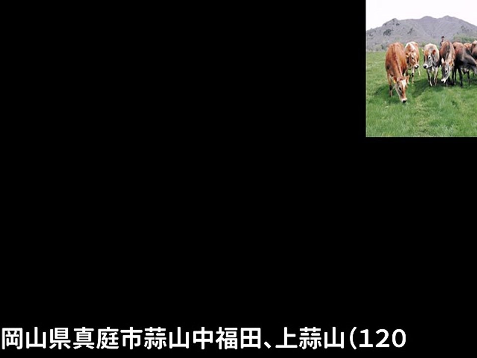 岡山・蒜山でジャージー牛を放牧…初夏の訪れ（2017年05月06日 10時11分）