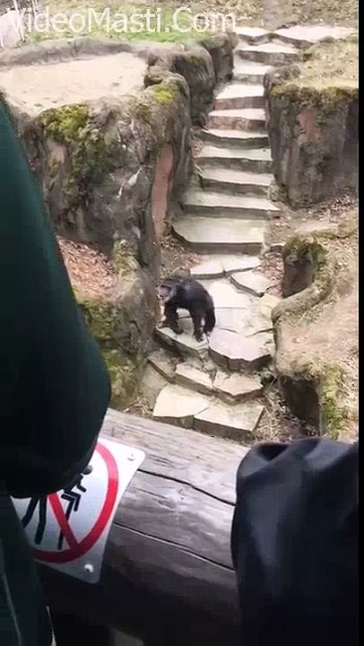 Chimpanzee Throws Tatti At Grandma Face Very Funny(wapking.fm)