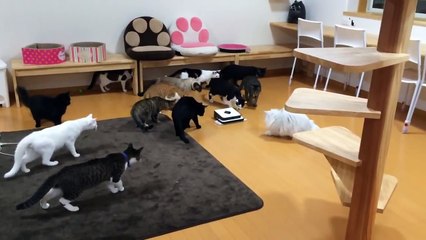 Cats scared by cleaning robot