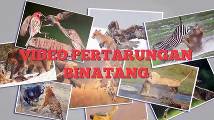 A very courageous Cat scares and attacks group of dogs