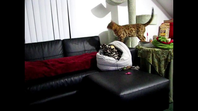 Bengal Cat Barks and Chases Bug