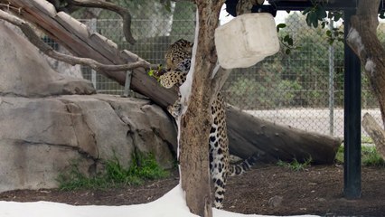 Big Cat Snow Day at the San Diego Zoo