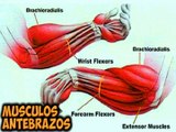 Como Entrenar y Desarrollar Antebrazos y Que Hacer Para Ganar Masa Muscular en los Brazos