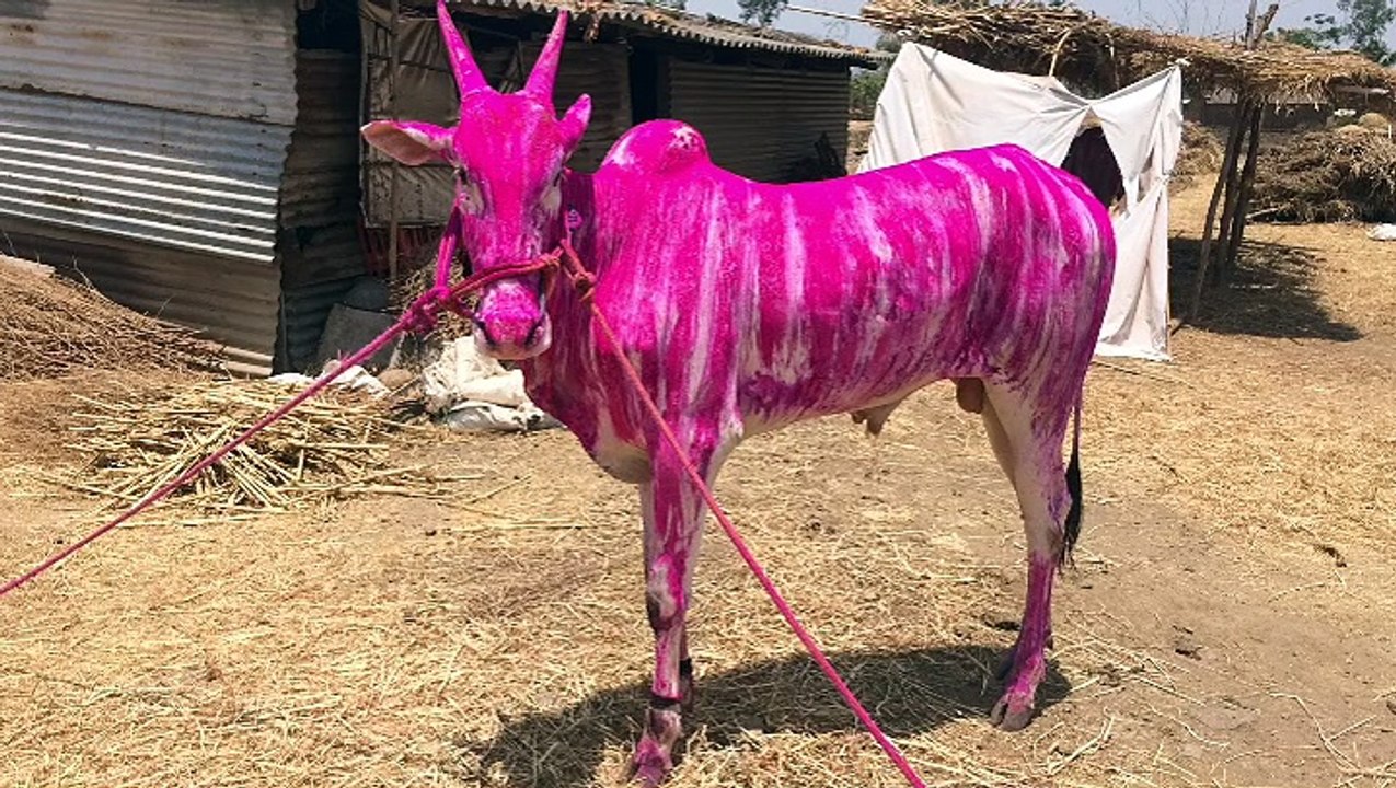 racing bull