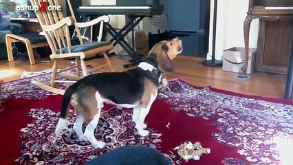 Funny Dogs Howling To Music Compilation