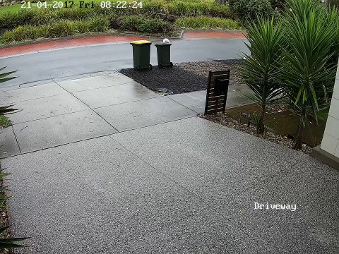 Ces perroquets savent ou trouver à manger : dans la poubelle