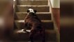 Ce chien a tellement la flemme de monter les escaliers qu'il se le fait en marche arrière...