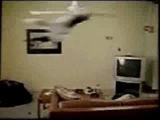 Ventilateur-chat
