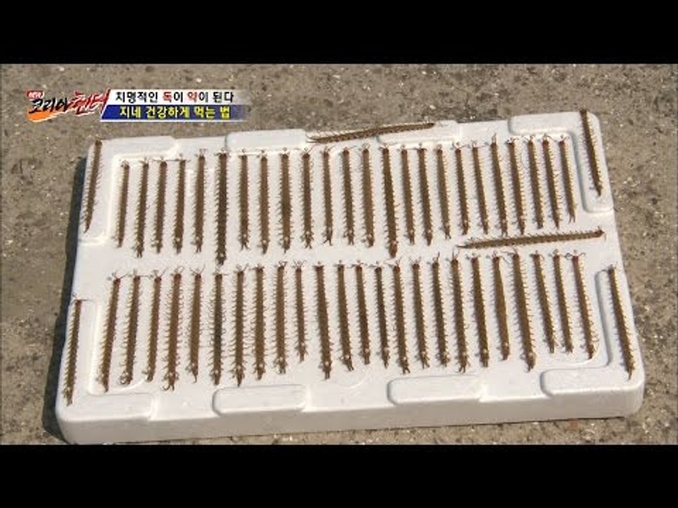 지네, 건강하게 먹는 법 [뉴 코리아 헌터] 2회 20160616