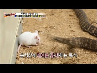 쥐의 명복을 빕니다. 뱀의 식사시간 [뉴 코리아 헌터] 2회 20160616