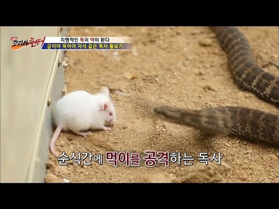 쥐의 명복을 빕니다. 뱀의 식사시간 [뉴 코리아 헌터] 2회 20160616
